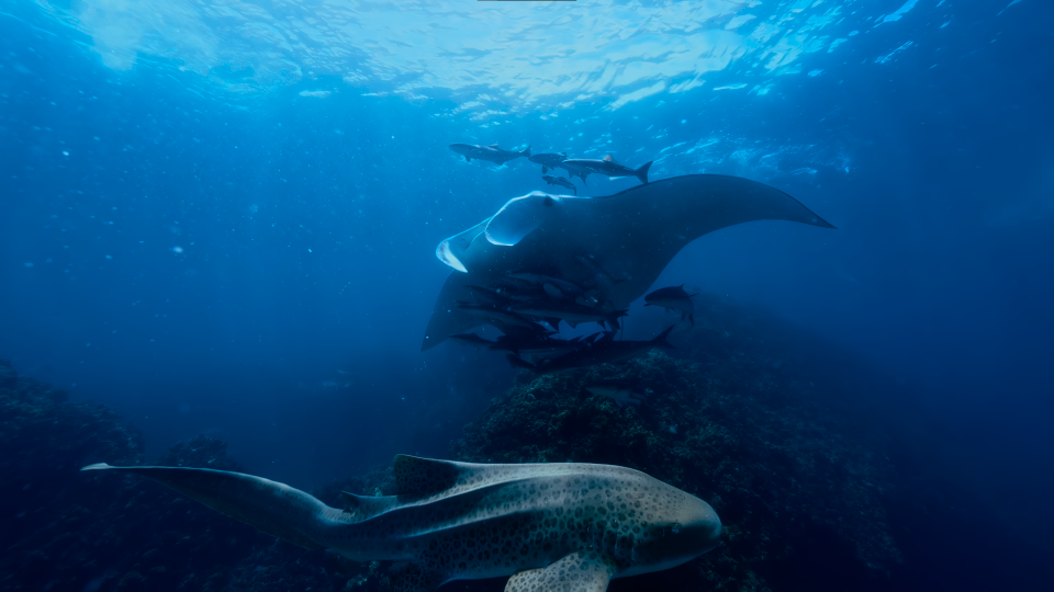 惊心塌地，为的只是永恒